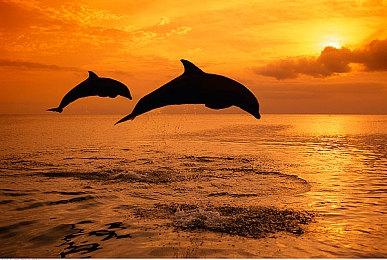 游戏版号恢复发放 《派对之星》等游戏过审